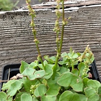 Oxyria digyna